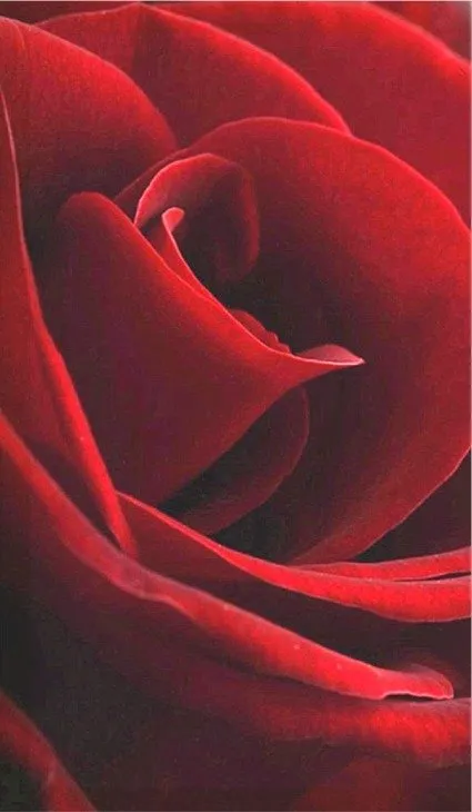 bella-rose-643a207d-1920w